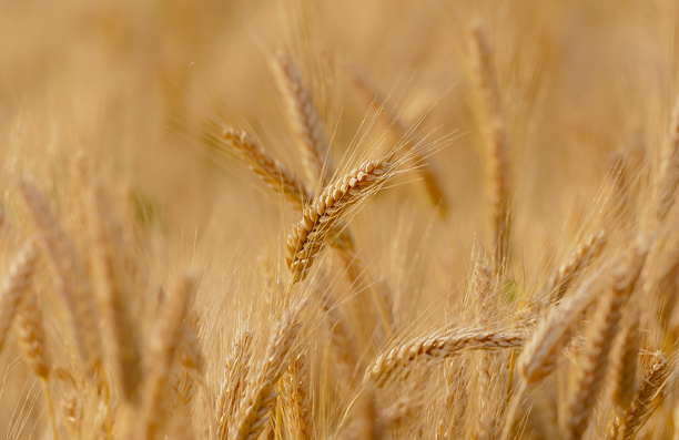 Golden Wheat Field